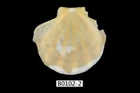 藏品(大光芒海扇蛤)的圖片